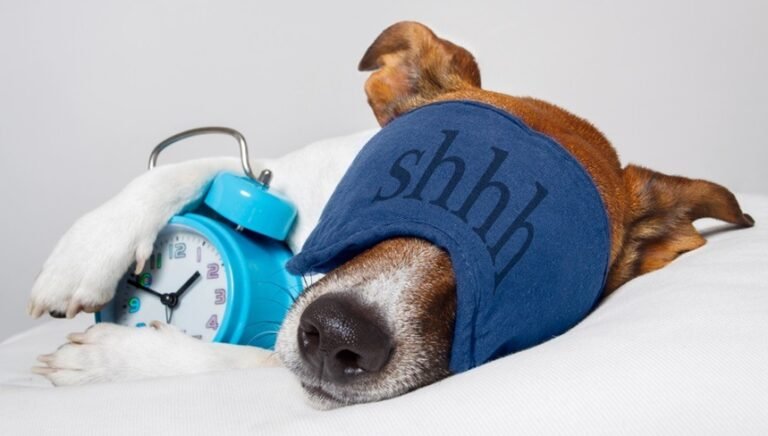 5 factors to assist your prospects get higher sleep | Sheila Lengthy Omara